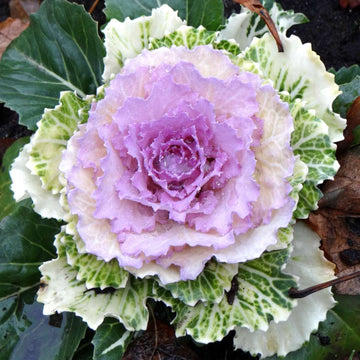 Kale Fringed Leaves Winter Flower Seeds