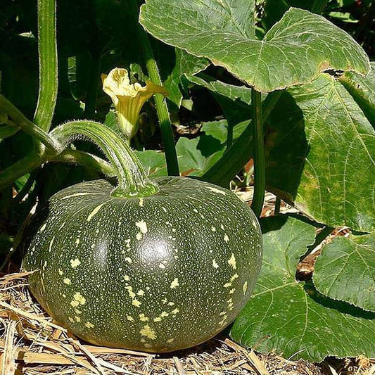 Pumpkin F1 HYB CHK-10 Vegetable Seeds