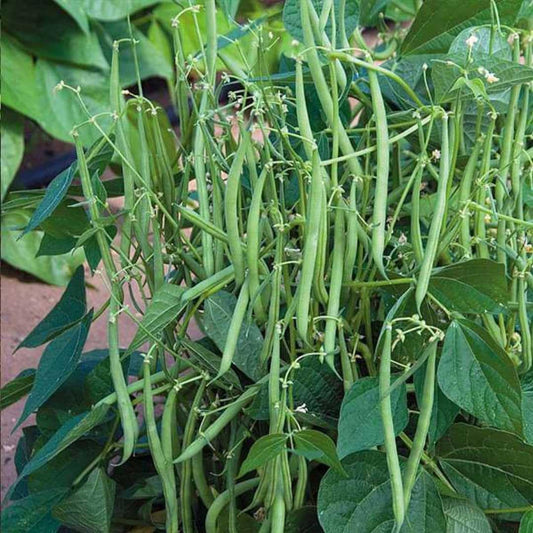 Pericil Beans Nitara Selection Vegetable Seeds