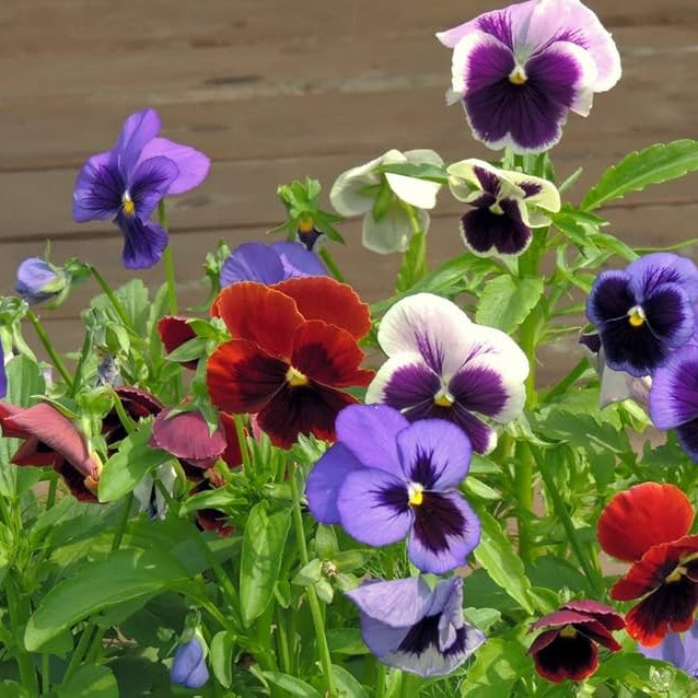 PANSY & MICKEY Winter Flower Seeds