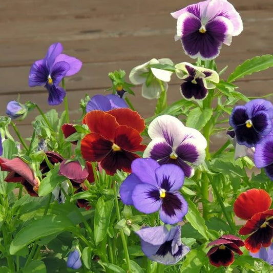 PANSY & MICKEY Winter Flower Seeds