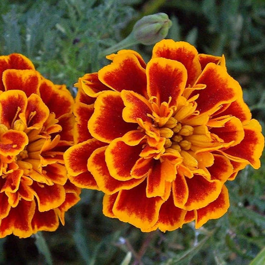 Marigold Desi Jafri Flower Seeds