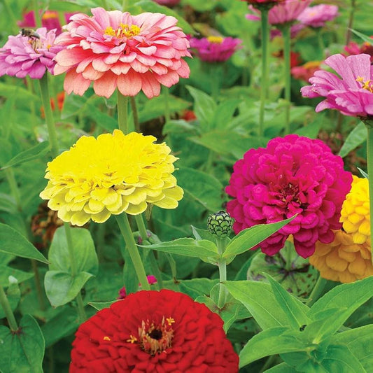 Zinnia Liliput Mixed Summer Flower Seeds