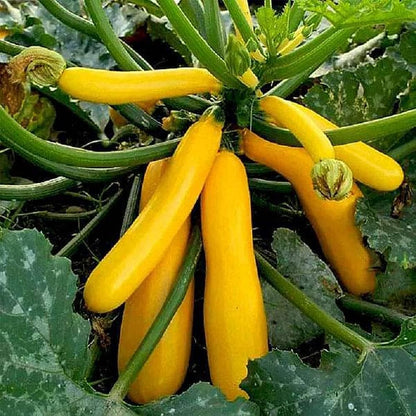 Yellow Long Squash Zucchini Vegetable Seeds