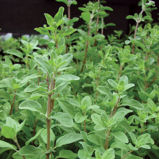 MARJORAM IMPORTED Herb Seeds