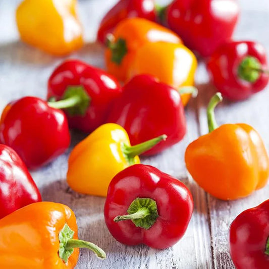 Mini Bell Pepper - Red & Yellow (Capsicum) - Fresh, Sweet & Vibrant Exotic Vegetable Seeds