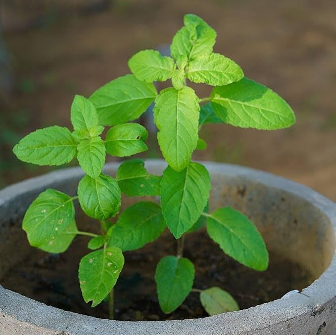 Indian Basil Rama/Shyama Tulsi Microgreens Seeds