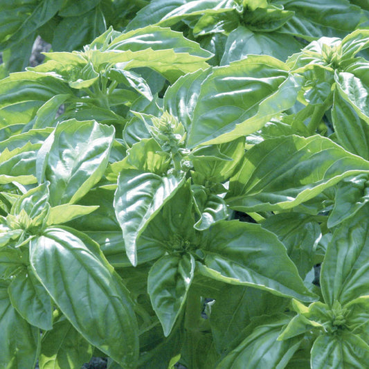 Basil Genovese Green Microgreens Seeds
