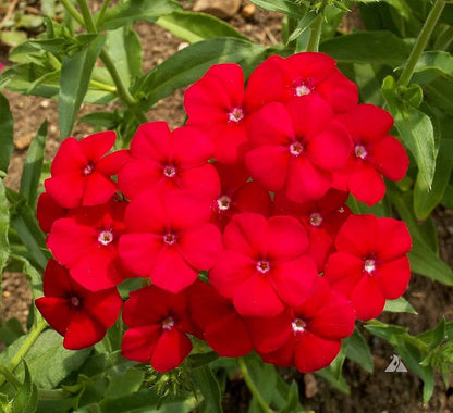 Phlox Beauty Red Winter Flower Seeds