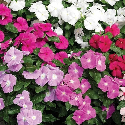 Vinca F1 Nana Mixed Summer Flower Seeds