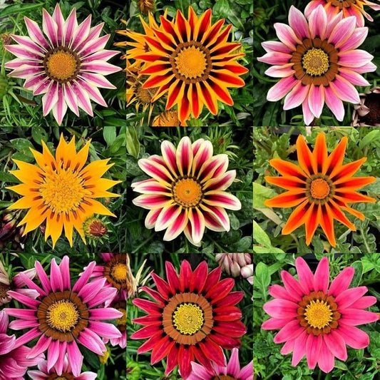 Gazania Hybrid Mixed Color Flower Seeds