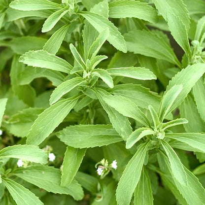 STEVIA SWEET LEAVES Herb Seeds