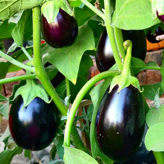 Premium F1 Hybrid Round Brinjal-Eggplant Vegetable Seeds