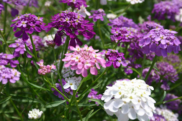 Candy Tuft Winter Flower Seeds – Vibrant Perennials for Cold Weather Gardens