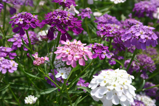 Candy Tuft Winter Flower Seeds – Vibrant Perennials for Cold Weather Gardens