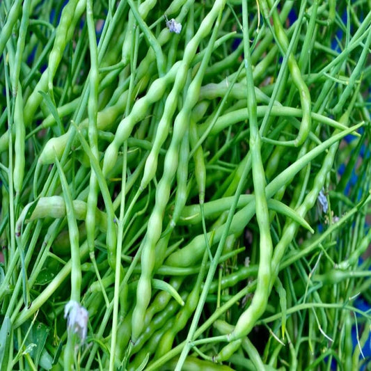 Singra Green Shane Bahar Vegetable Seeds