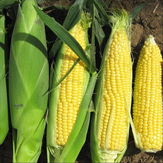 Sweet Corn F1 Hybrid Vegetable Seeds