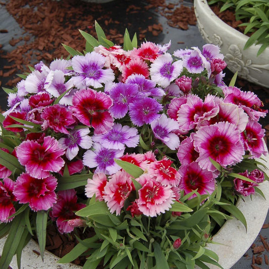 Dianthus Chinensis Mixed Winter Flower Seeds