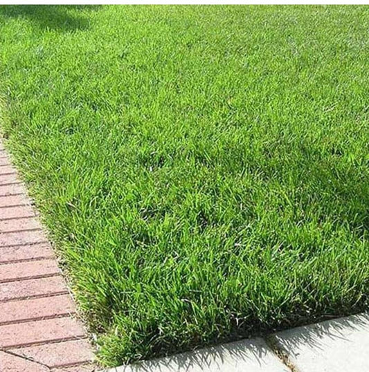Premium English Lawn Grass Seeds