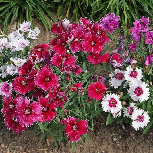 Dianthus Chinensis Mixed Winter Flower Seeds