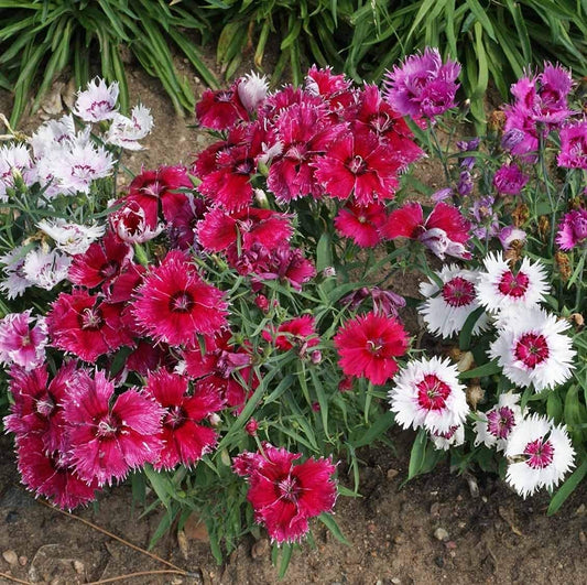 Dianthus Baby Doll Mixed Winter Flower Seeds