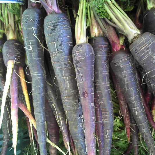 Carrot Black Wonder - Premium Organic Carrots Exotic Vegetable Seeds