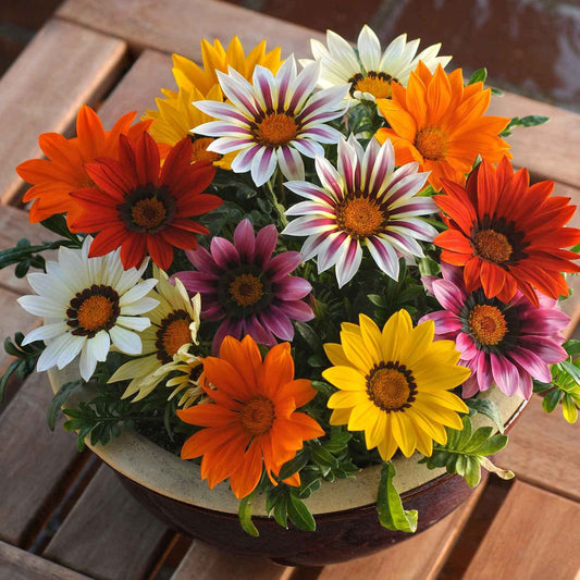 Gazania Hybrid Mixed Color Flower Seeds