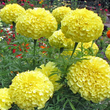 MARIGOLD F1 Inca Yellow Winter Flower Seeds