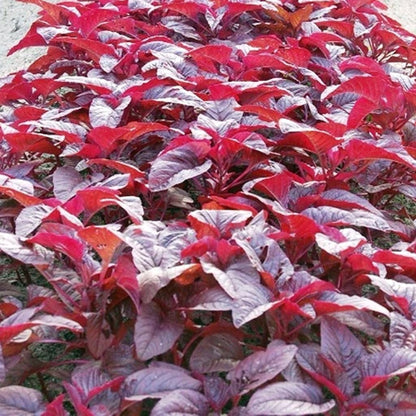 Red Edible Amaranthus Vegetable Seeds