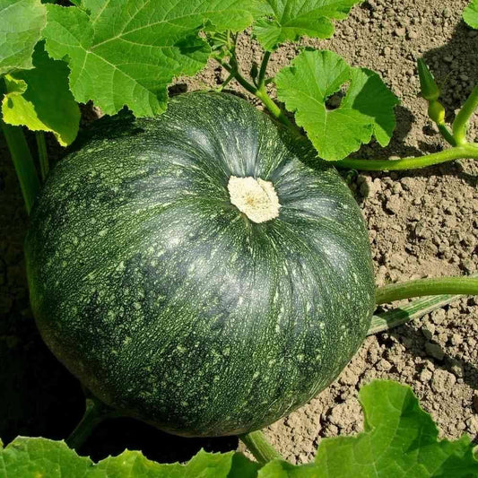 Pumpkin Desi 10 Vegetables Seeds