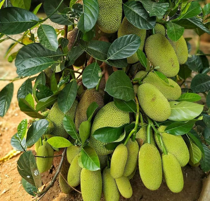 Jackfruit Fruit Seeds