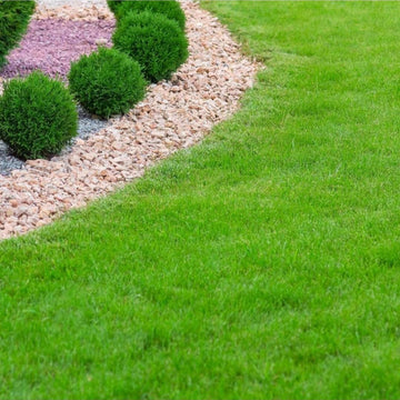 Premium English Lawn Grass Seeds