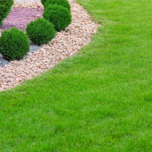 Premium English Lawn Grass Seeds