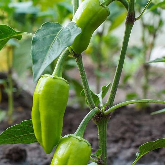 Chilli F1 Corno di Torro Vegetable Seeds