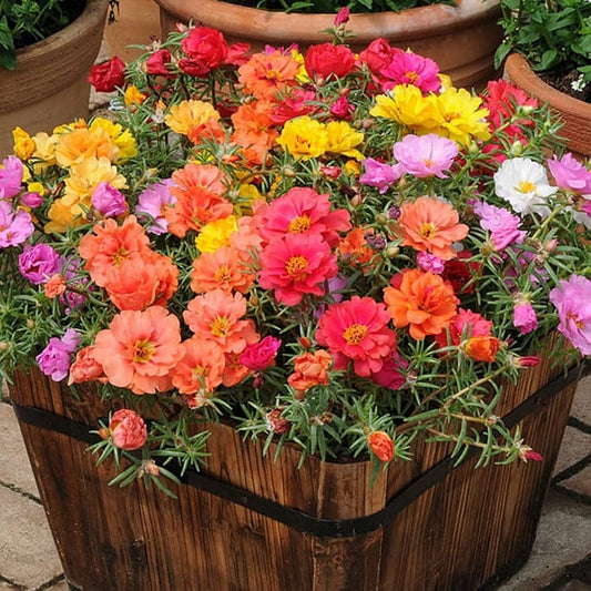 Portulaca F1 Mixed Summer Flower Seeds