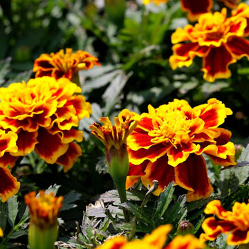 Marigold French Royal Mixed Flower Seeds