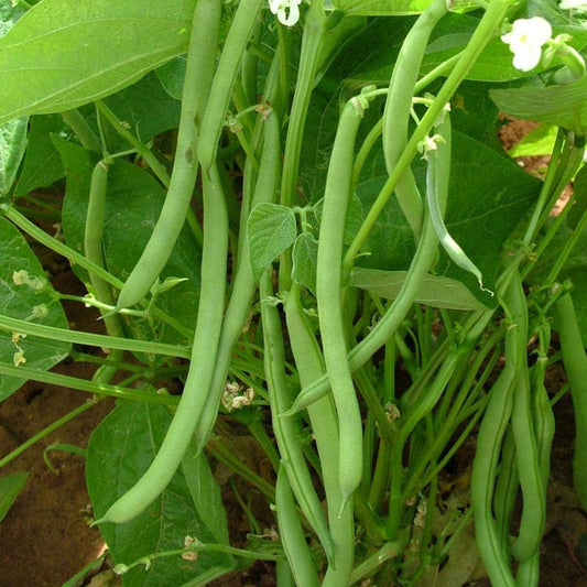 French Beans HYB-SEL Vegetable Seeds