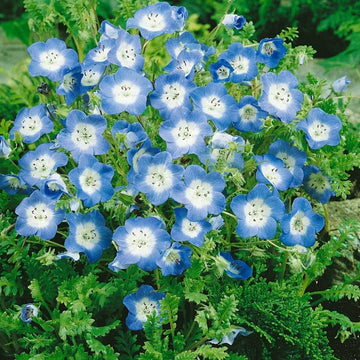 Nimophila Flower Seeds - Beautiful Ground Cover & Vibrant Blooms for Your Garden