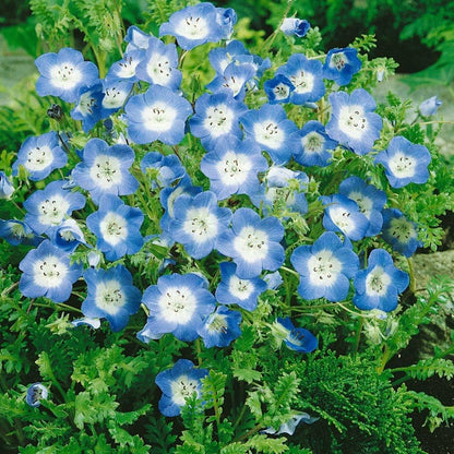 Nimophila Flower Seeds - Beautiful Ground Cover & Vibrant Blooms for Your Garden