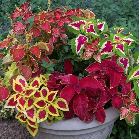 Coleus Rainbow Mixed Summer Flower Seeds