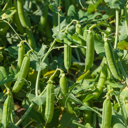 PEAS Imported OS-10 Vegetable Seeds