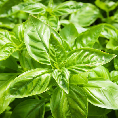 Sweet Basil Microgreens Seeds