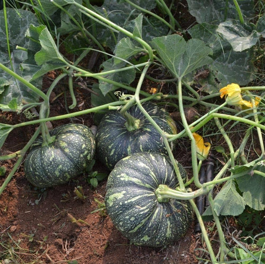 Pumpkin F1 Hybrid OS 204 Vegetable Seeds