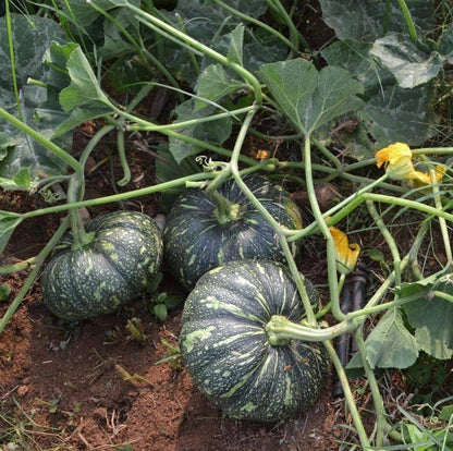 Pumpkin Desi 10 Vegetables Seeds
