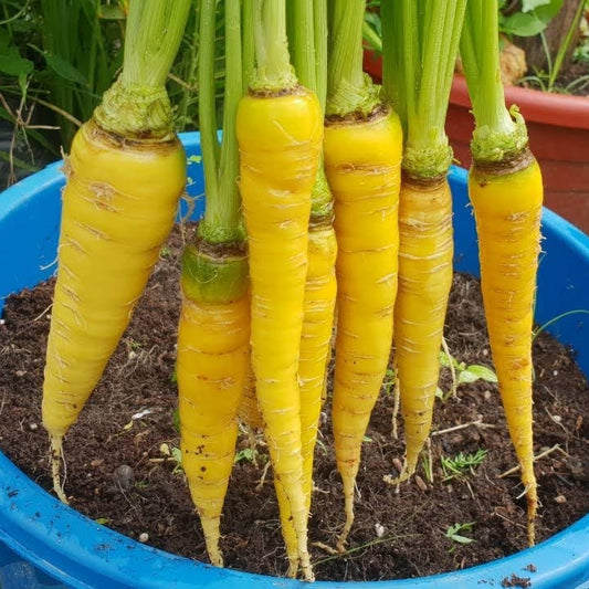 Yellow Taborska Z Carrots – Fresh & Vibrant Exotic Vegetable Seeds