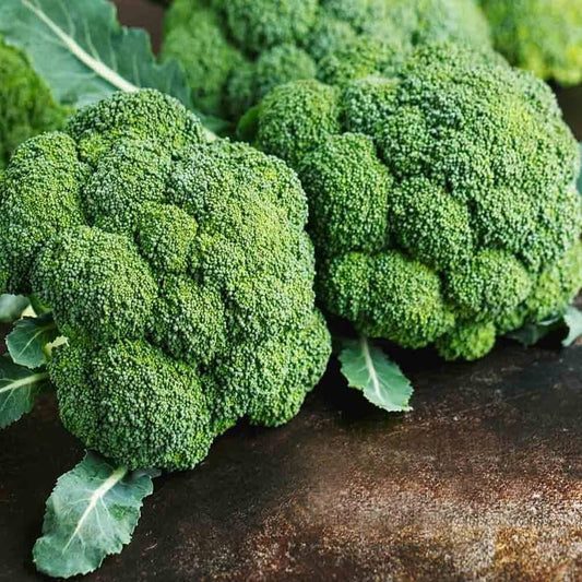 Fresh Imported Green Broccoli - Premium Quality, Nutrient-Rich Exotic Vegetable Seeds