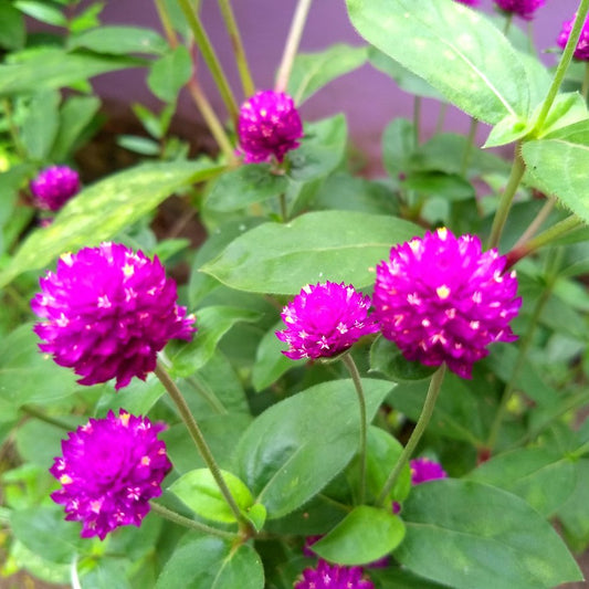 Gomphrena Purple Flower Seeds