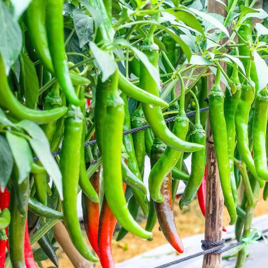 Chilli Longi Special Hot Vegetable Seeds