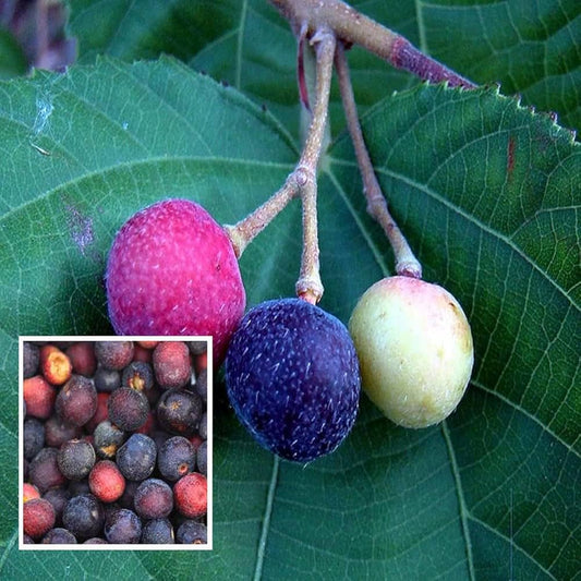 Phalsa Fruit Seeds