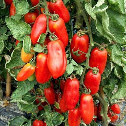 Tomato Heirloom San Marzano 3 Vegetable Seeds